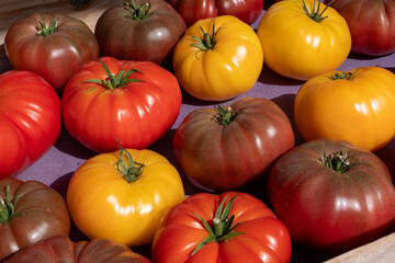 Canvas Print - A bunch of tomatoes in various colors, including red, yellow, and brown