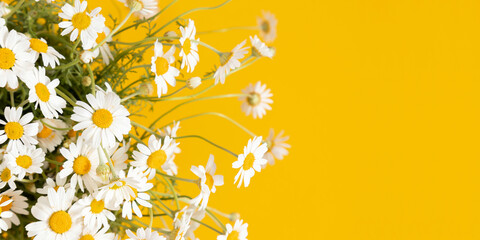 Wall Mural - Flowers composition. White field chamomile on yellow background. panoramic photo of summer daisy flowers.