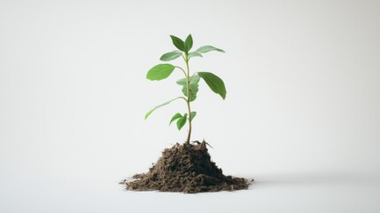 Canvas Print - A Small Green Plant Sprouting from Soil on a White Background