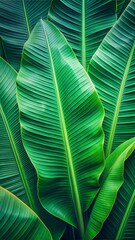Canvas Print - leaf background