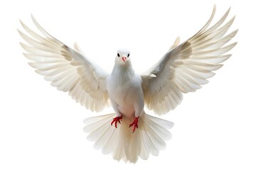 white pigeon flying in the sky on isolated white background