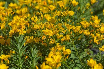 Closeup of  linum flavum also known as golden flax or yellow flax, is a species of flowering plant in the family linaceae.