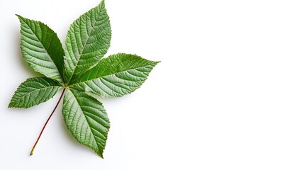 Poster - A Single Horse Chestnut Leaf