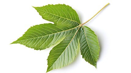 Canvas Print - A Single Horse Chestnut Leaf