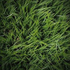 Wall Mural - Lush green grass meadow close-up texture flat lay background