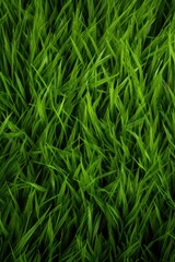 Wall Mural - Lush green grass meadow close-up texture flat lay background