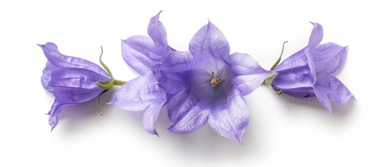 Poster - Top view of a Campanula flower on a white background ideal for text placement in a flat lay copy space image