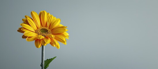 Poster - A solitary vibrant yellow flower against a plain background with space for text or design known as a copy space image