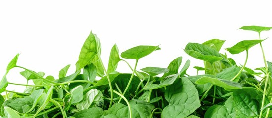 Aufkleber - A detailed image featuring a Water Spinach or Ipomoea Aquatica pile isolated on white with room for text or other elements. Creative banner. Copyspace image