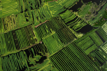 Aerial View of Vibrant Green Rice Terraces with Striped Patterns
