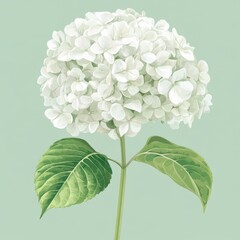 Wall Mural - vector graphic of a white hydrangea flower