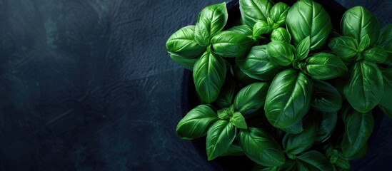 Sticker - Top view of a potted fresh basil plant set against a dark background a vibrant green herb grown indoors a close up copy space image promoting healthy eating