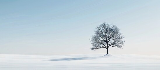 Fototapete - A lone lenga tree standing in the snow creating a serene copy space image
