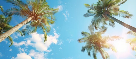 Poster - Perfect palm trees set against a beautiful blue sky with a copy space image