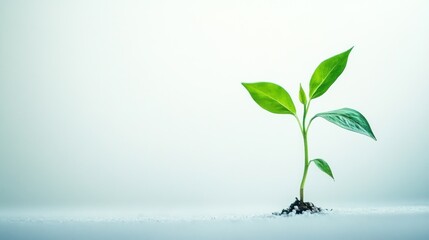 Wall Mural - A Single Green Sprout Emerging from Soil on a White Background