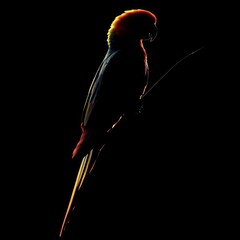 Poster - A vibrant parrot silhouetted against a dark background, its feathers glowing with a rainbow of colors.