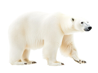 a polar bear standing on a white background