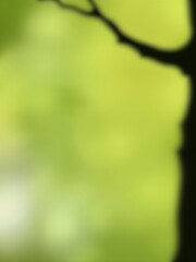 Poster - Silhouette of a tree branch against a blurred green background.