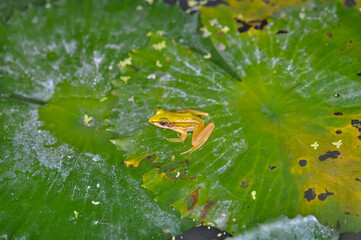 A frog sits on a water lily leaf