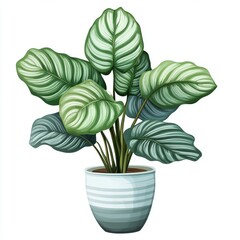 Wall Mural - vector graphic of a potted calathea plant