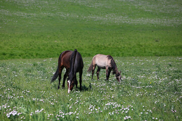 horse grazing in a meadow