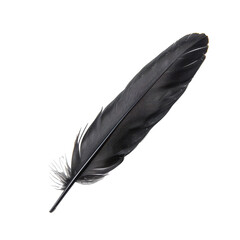 Black feather on a transparent background showcasing intricate details and textures highlighting its natural beauty and elegance