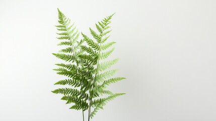 Wall Mural - Two Green Fern Sprigs Against a White Background