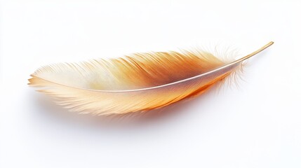 Single Light Brown Bird Feather on White Background