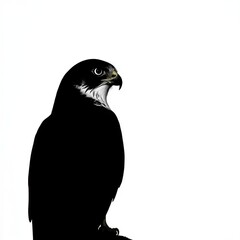 Poster - Black and white silhouette of a falcon with sharp beak and white chest looking to the right against a white background.