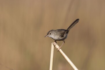 Wall Mural - photo of graceful prinia.graceful prinia is a small warbler. This prinia is a resident breeder in northeastern Africa and southern Asia.