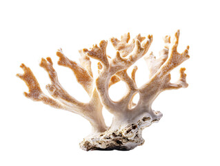 a coral on a white surface