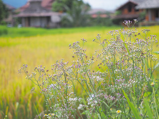 Wall Mural - white wild grass flower and green leaves