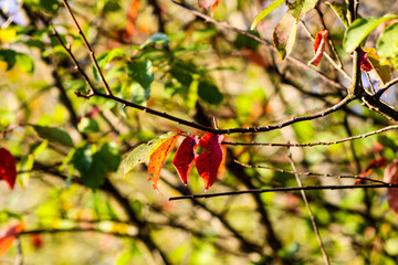 Tranquil autumn nature background in a sunset light.