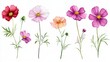 © pornsawan - Watercolor Illustration set of Pink cosmos flowers on a white background,spring summer nature,Vibrant pink cosmos blooming,Children's card,banner,raindrops drawn by hand.