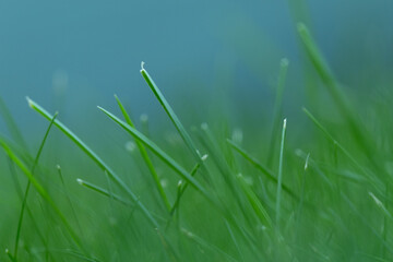 yellow flower in grass