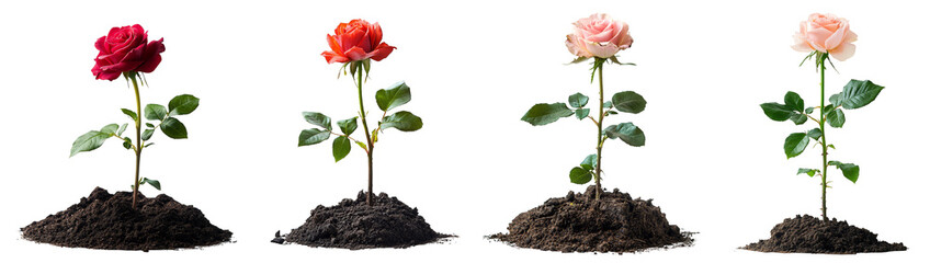 Roses planted in soil with vibrant colors and healthy green leaves nature gardening transparent background