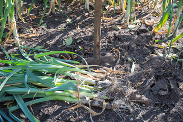 Freshly picked leeks lying on the ground with gardening tools in the vegetable garden, shovel stuck in the ground, organic farming and gardening concept,