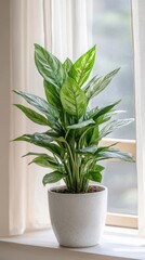 Wall Mural - a potted Chinese evergreen plant by the window in minimalist style of indoor plants