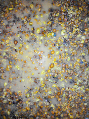 Wall Mural - The process of fermentation of crushed grapes in a barrel. Grape seeds and juice are visible. Top view