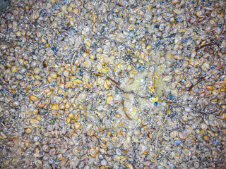 Wall Mural - The process of fermentation of crushed grapes in a barrel. Grape seeds and juice are visible. Top view