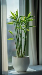 Wall Mural - a potted lucky bamboo plant by the window in minimalist style of indoor plants