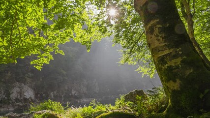 Fototapete - Morning summer park with lush greenery, gimbal shot. Morning sun shines through the green leaves of the tree. Stones and tree trunks are covered with green moss. Gimbal UHD HDR shot