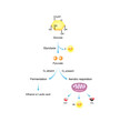 © PH-HY - Aerobic and Anaerobic cellular Respiration. Glycolysis. Fermentation. Mitochondria, energy production. Scientific Vector Illustration.