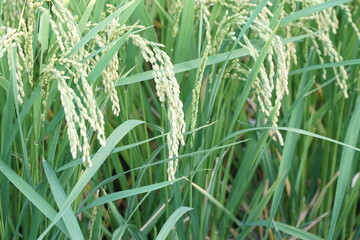 Rice Fields in Higashihiroshima City, Hiroshima Prefecture, Japan. Japanese Rice is ripening all over the fields in Hiroshima Prefecture, Japan.