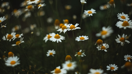 daisies in a field