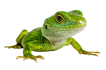 green lizard isolated on transparent background