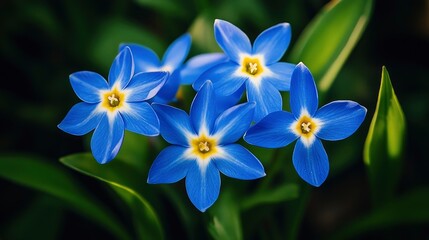 Wall Mural - Close-up of Blue Flowers in a Garden