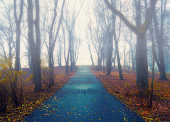 Autumn landscape- foggy autumn park alley with bare trees and dry fallen orange autumn leaves, autumn park scene in foggy weather