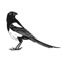 Wall Mural - Magpie, bird. Hand drawn vector illustration on white background