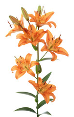 Sticker - Tiger lilies blossom flower anther.